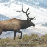 Elk