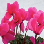 Cyclamen