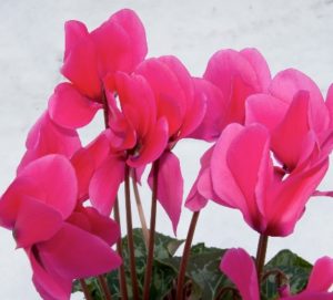 Meet cyclamen – Cupid’s flowering love child