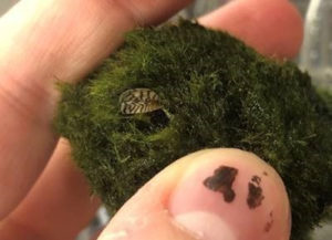 Invasive zebra mussels found in commercially sold moss balls