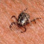 American Dog Tick Male 5