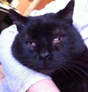 Joplin Humane Society facing overcrowding crisis