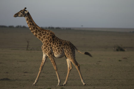 Topeka Zoo to expand and upgrade giraffe facility