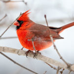 Cardinal winter