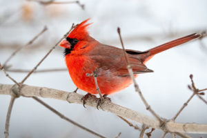 K-State expert shares way to attract birds to winter gardens