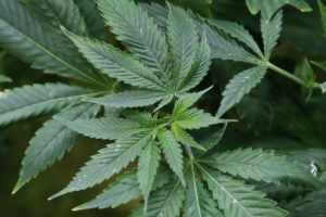 Recreational marijuana use on November ballot