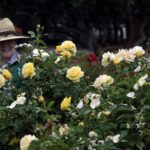 Community garden volunteer