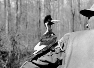 Do videos show ivory-billed woodpecker, or is it extinct?