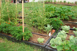 MU Extension hosts Fall Gardening Series