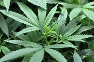 Missouri on pace to become 6th largest cannabis market in US