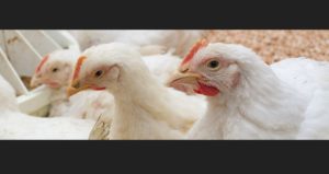 Mystery surrounds Missouri bird flu case