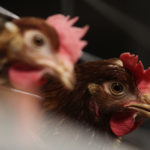 Advance EU Chicken Legislation