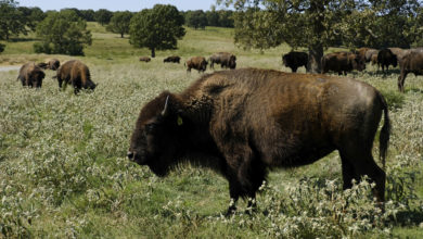Photo of Guided Bison Saunter May 3rd at Prairie State Park