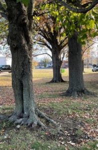 Residential Leaf Pick-up begins Monday, November 28