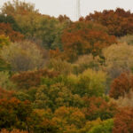 Kansas Daily Life overland park trees nature street Kansas outdoor outdoors