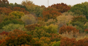 Man accused of stealing timber from federal property