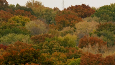 Photo of Man accused of stealing timber from federal property