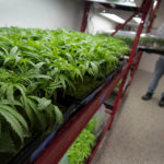 Missouri Marijuana pot weed kush cush ganga