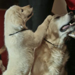 Dog Breeds puppy pet animal