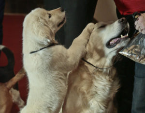 Carthage Humane Society to host Strayghetti Fundraiser