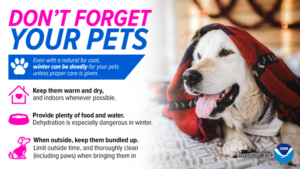 Winter advice: Don’t forget the pets