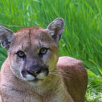 California Housing Sanctuary Declaration