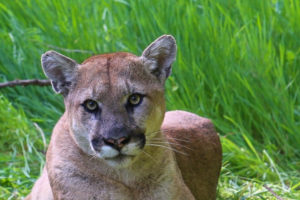Oklahoma pranksters file cougar sighting report. Turns out to be “your mother”