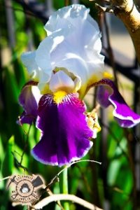 Iris Garden Tour planned for Joplin Sesquicentennial
