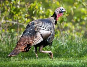 Turkey hunters needed for hunting regulation changes
