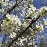 Stinky Pear Invasion