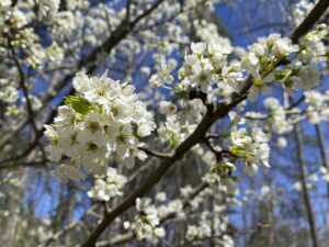 Public input sought on Callery pear trees
