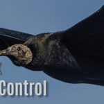 Black vulture header