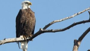 Four bald eagles shot: Up to $5,000 in reward money offered