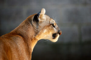 Mountain Lion Sightings in Kansas may be increasing