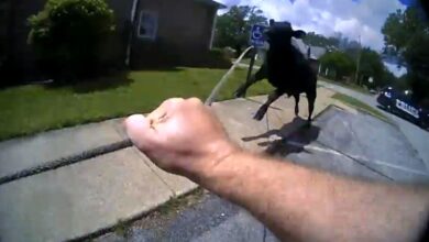 Photo of Parsons Police help wrestle and capture traffic causing cow