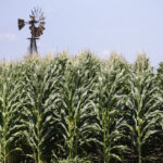 Farm corn missouri kansas oklahoma food production agriculture