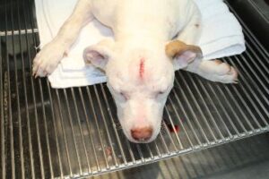 Animal Cruelty: Oklahoman arrested for stabbing dog with butter knife