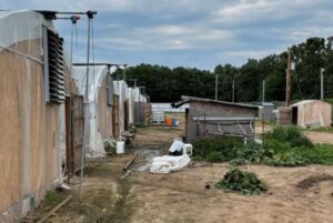 Two illegal marijuana growing farms raided in northeast Oklahoma
