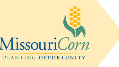 Photo of Missouri Corn Scholarship applications now available