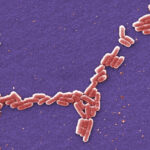 Food Poisoning Arkansas