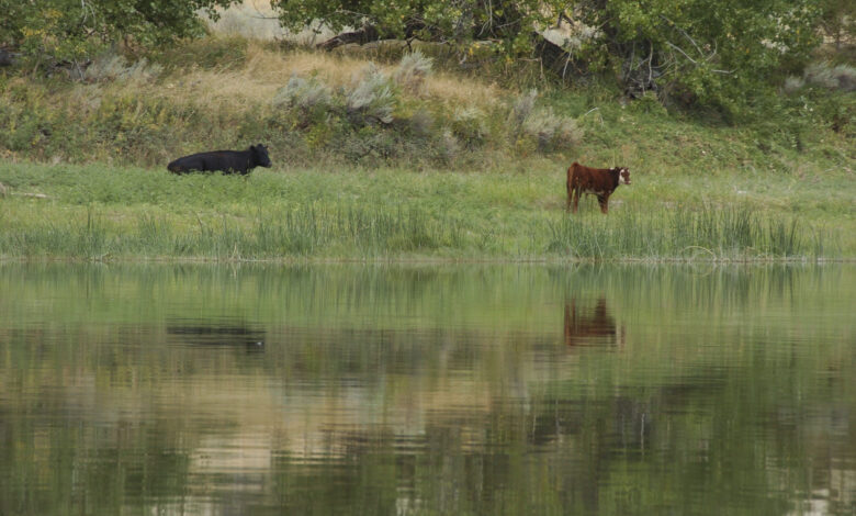 missouri river cows Missouri water way lake liquid rain storm nature park outdoors