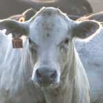 Cattle Herd livestock cows agriculture ag farmer farm famers