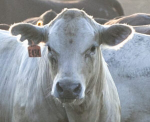 Cattle Herd livestock cows agriculture ag farmer farm famers