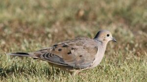 KDWP offering new interactive mapping tool to locate dove hunting fields