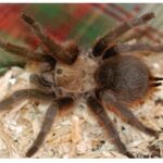 Tarantula
