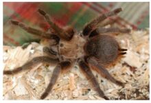 Brown tarantulas crossing Oklahoma in search of mates