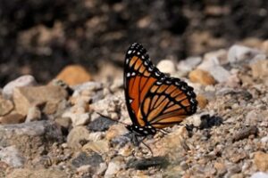 New Pollinator Garden at Joplin Public Library to provide for butterflies, bees and birds