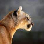 Mountain lion2