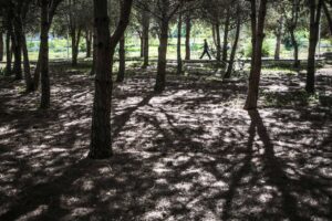 Wildcat Glades Trail hike planned for first day of 2024