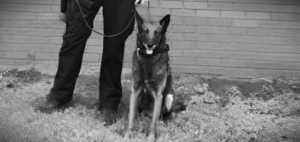 Labette County Sheriff seeks charges against K9’s handler